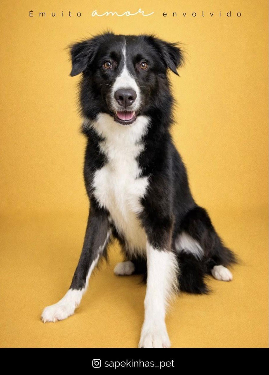 Veterinária cuidando de um cachorro